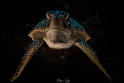 Shadow Turtle by Morgan Riggs 